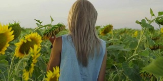 背影看不出的金发女人走在向日葵的田野。Slowmotion拍摄