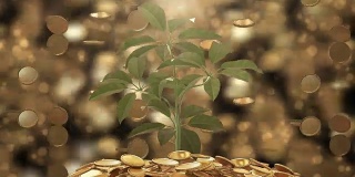 植物和硬币