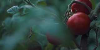 一串串的圣女果在水滴里红绿的，成熟的天然番茄生长在温室的树枝上，成熟的番茄准备采摘，美味的红番茄农场。慢动作