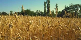 麦田。靠近金色的麦穗。美丽的自然景观。阳光下的乡村风光。草地上成熟的耳朵的背景。丰收的概念。慢动作