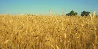 麦田。靠近金色的麦穗。美丽的自然景观。阳光下的乡村风光。草地上成熟的耳朵的背景。丰收的概念。慢动作
