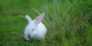 复活节可爱的白色兔子在绿色的背景下吃草和胡萝卜。慢动作