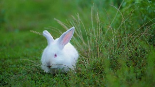 复活节可爱的白色兔子在绿色的背景下吃草和胡萝卜。慢动作视频素材模板下载