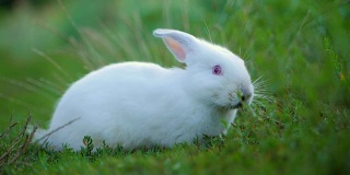复活节可爱的白色兔子在绿色的背景下吃草和胡萝卜。慢动作