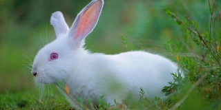 复活节可爱的白色兔子户外在绿色的背景跑。慢动作