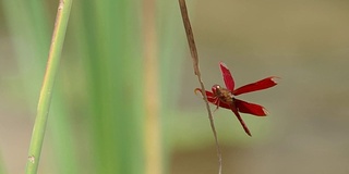 蜻蜓在草上萌芽