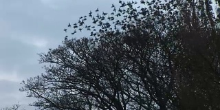 椋鸟从树上飞了出来