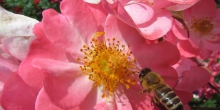 蜜蜂在美丽的粉红色的野玫瑰上盘旋，然后飞走了，特写- 5