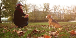 一个女人在秋日和她的小猎犬玩耍的慢镜头