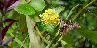 长尾鸦蝶正在吸食花蜜