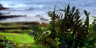 绿色蕨类近距离观察，岩石上的海藻和岸上的海浪