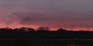 大群椋鸟在日落时飞翔