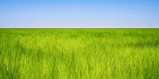 田野的绿草和蔚蓝的天空背景。