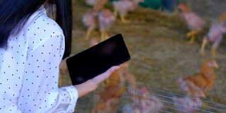 亚洲女性农民与数字平板电脑养鸡，智能农业和技术概念