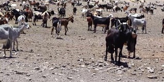 山羊农场Fuerteventura