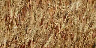 面包和农业的概念。小麦在田间摇摆。琥珀波小麦在风中吹近