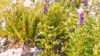 紫罗兰花田在山景视频素材模板下载