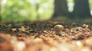 阳光森林里的野生蘑菇视频素材模板下载
