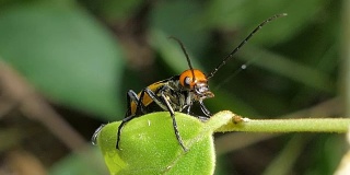 热带雨林叶子上的水泡甲虫。