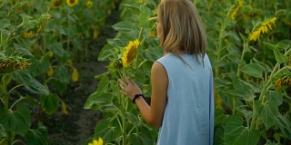 年轻的金发女人走在向日葵的田野，然后闻着向日葵，享受自然的背影。Slowmotion拍摄