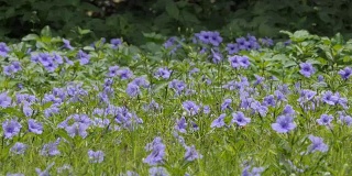 田野里的紫罗兰花。