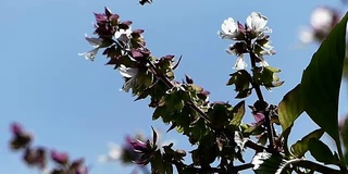 花开花落，植物开花，天空湛蓝