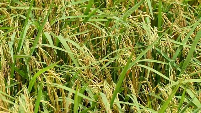 农村的稻田