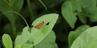 绿叶上的亚洲甲虫。