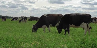 黑白两色的奶牛在草地上吃草。