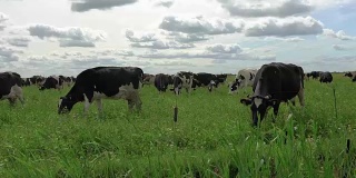 黑白两色的奶牛在草地上吃草。