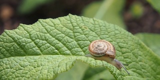 蜗牛在叶