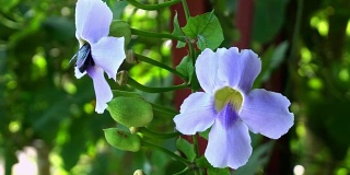 大黑木匠蜂从蓝色孟加拉喇叭藤花中采集甜美的花蜜