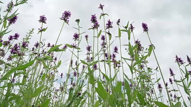 夏日里，草地上长满了丹参野花。雨后的蓝天，清新的草甸。蜜蜂和大黄蜂给花授粉。从下面看紫色的野花和昆虫