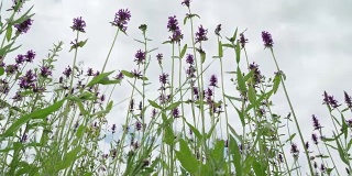 夏日里，草地上长满了丹参野花。雨后的蓝天，清新的草甸。蜜蜂和大黄蜂给花授粉。从下面看紫色的野花和昆虫