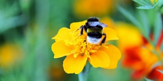 大黄蜂吸食花蜜