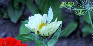 蝴蝶在花上吸食花蜜