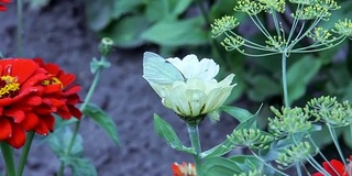 蝴蝶在花上吸食花蜜