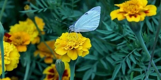 蝴蝶在花上吸食花蜜