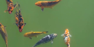 彩色鲤鱼在传统日本锦鲤游泳
