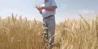 一位资深农民在田间检查小麦作物。