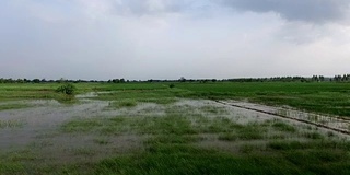 大雨期间稻田稻田