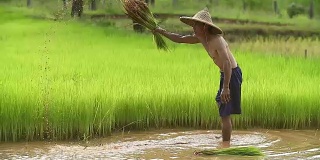 亚洲农民在稻田里插秧，农民在雨季种植水稻，亚洲农民是退秧和踢土弹的前在稻田里生长，泰国。