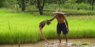 亚洲农民在稻田里插秧，农民在雨季种植水稻，亚洲农民是退秧和踢土弹的前在稻田里生长，泰国。