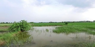 大雨期间稻田稻田