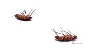 蟑螂寄生于孤立的白色视频素材模板下载