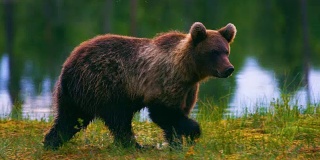年轻和顽皮的棕熊幼崽在沼泽自由奔跑