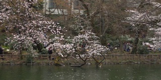 樱花广角深度聚焦在猪城公园