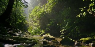 神秘的清晨森林里清澈的山涧。阳光穿过树枝。生态洁净环境