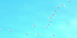 慢镜头天鹅在蓝天中飞翔