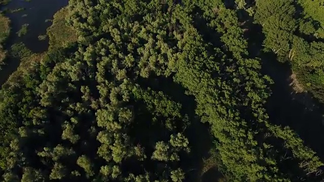 航拍的绿色森林与白杨树顶在一个阳光明媚的日子在夏天